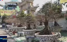 Mặt bằng bán cây cảnh Tết: Có tiền cũng khó thuê