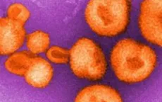 Phát triển phân tử "mồi nhử" giúp vô hiệu hóa virus lây từ động vật sang người