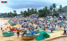 Mùa cá trích ở làng thuyền thúng