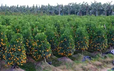 Quất cảnh Văn Giang sẵn sàng đón Tết