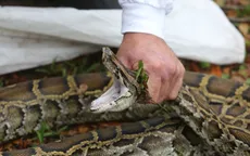 Hàng trăm thợ săn tham gia ngày hội săn rắn thường niên tại Mỹ