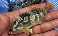 Sản xuất thành công giống cá mú Trân Châu