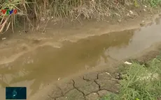 ĐBSCL giảm 100.000ha lúa để ứng phó với hạn mặn