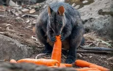 Australia thả 1 tấn rau củ cứu động vật bị đói vì cháy rừng