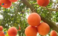 Tết sớm ở làng trồng bưởi Tiến Vua