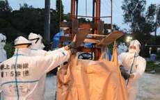Nhật Bản chôn hàng trăm con lợn nhiễm dịch tả châu Phi trên đảo Okinawa