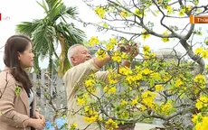 Làng mai Huế vào vụ Tết