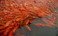 Làng cá chép đỏ nhộn nhịp trước ngày tiễn Táo quân về trời