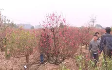 Đào "cười", người khóc