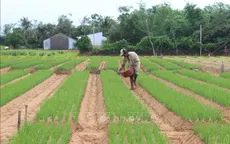 Hành tím sớm được giá