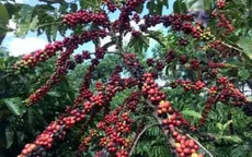 Giá cà phê thế giới giảm mạnh