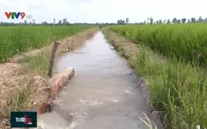 300.000ha lúa Đông Xuân ở ĐBSCL an toàn trước hạn mặn