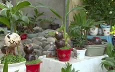 Độc đáo Bonsai dừa hình chuột đón Tết Canh Tý