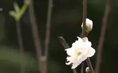 Độc đáo đào xứ Lạng