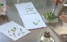 Buổi sáng với những kỹ thuật viên nhân giống hoa