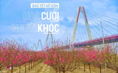 Đào Tết nở sớm: Hoa "cười", người khóc