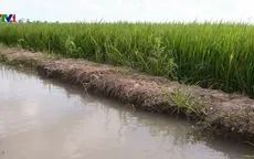 ĐBSCL tránh mặn thành công vụ lúa Đông Xuân