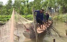 Người nông dân miền Tây dỡ chà đón Tết