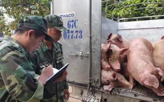 Phát hiện gần 1 tấn lợn nhập lậu vào Việt Nam tiêu thụ