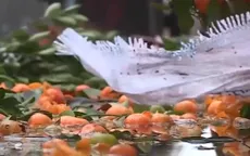 Người buôn cây cảnh thiệt hại nặng sau trận mưa lớn đêm Giao thừa