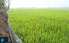 Hiệu quả, chi phí thấp với hàng rào ngăn chuột ở An Giang
