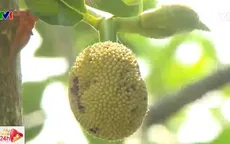 Trải nghiệm vườn mít không hạt Ba Láng