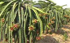 Thanh long rớt giá mạnh vì dịch viêm phổi cấp ở Trung Quốc