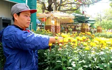 Hoa Tết miền Trung được mùa, được giá