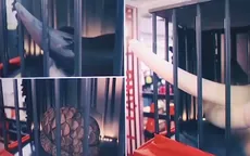90% thú rừng bị săn bắt trái phép tại Việt Nam được tiêu thụ ở thành thị