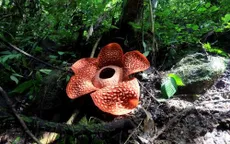 “Hoa ăn thịt” lớn nhất thế giới tại Indonesia