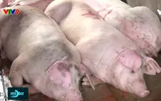 An Giang đề nghị công bố hết dịch tả lợn châu Phi