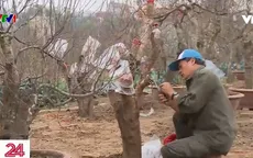 Người dân làng đào tất bật chuẩn bị đón Tết