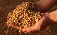 Gần 40 tấn hạt giống được xuất cấp miễn phí cho các tỉnh miền Trung