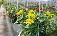 Sau đợt xâm nhập mặn, làng hoa tại Bến Tre tất bật chuẩn bị cho dịp Tết