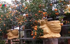 Quất bonsai hút khách dịp Tết Nguyên đán