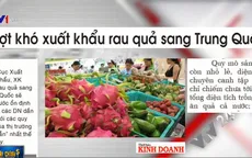 Xuất khẩu rau quả đạt 3,74 tỷ USD trong năm 2019