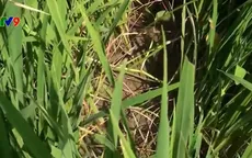 Hàng nghìn ha lúa bị thiếu nước tưới, nông dân Cà Mau lo lắng