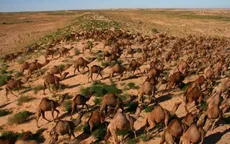 Australia tiêu diệt hơn 10.000 con lạc đà vì uống quá nhiều nước