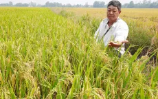 Trồng lúa thiên đàng, nông dân rơi xuống "địa ngục"