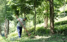 Chung tay để “triệu cây vươn cao cho Việt Nam xanh”