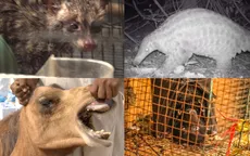 Phá hủy môi trường tự nhiên mang nguy cơ đại dịch mới từ những virus 'vô danh'