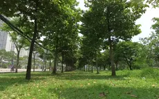 1 triệu cây xanh cho Việt Nam - "Tấm khiên chắn" bảo vệ môi trường