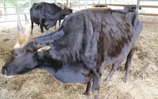 Vì sao đàn bò tót lai ở Ninh Thuận bị bỏ đói, gầy trơ xương?