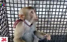 Nuôi khỉ rừng, thú cưng hay trò hành hạ?