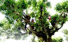 Trải nghiệm thu hoạch chè shan tuyết cổ thụ với người Dao