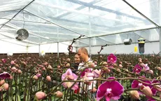 Tất tật về lan Hồ Điệp chơi Tết