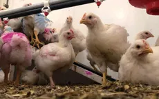 Thêm trường hợp nghi nhiễm H5N8, dịch cúm gia cầm lây lan tại Hàn Quốc