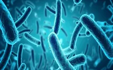 Xác định độc tố cho thấy khuẩn E.coli gây tiêu chảy kéo dài