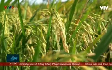 ĐBSCL tiếp tục tránh mặn cho vụ Đông Xuân.