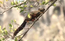 Cuộc sống của sóc đỏ - loài động vật khéo léo và nhanh nhẹn